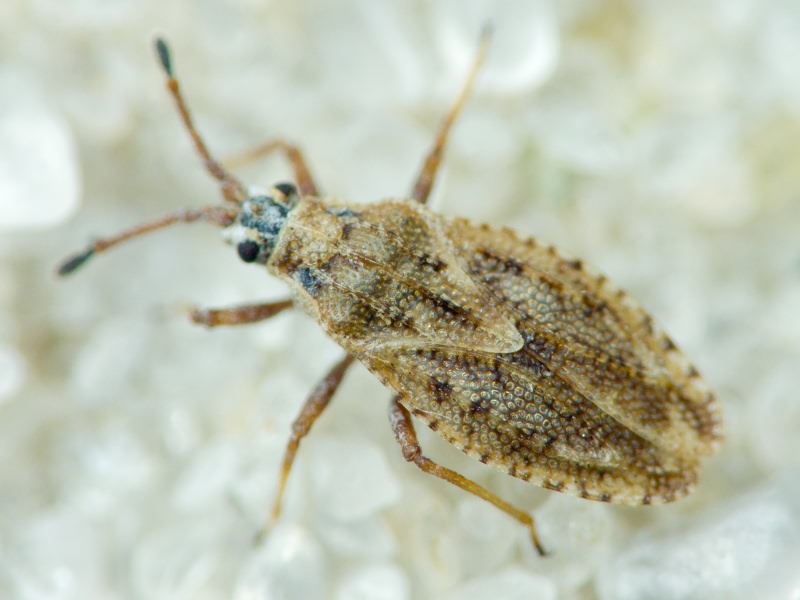 Tingis (Tropidocheila) maculata (Herrich-Schäffer, 1838)